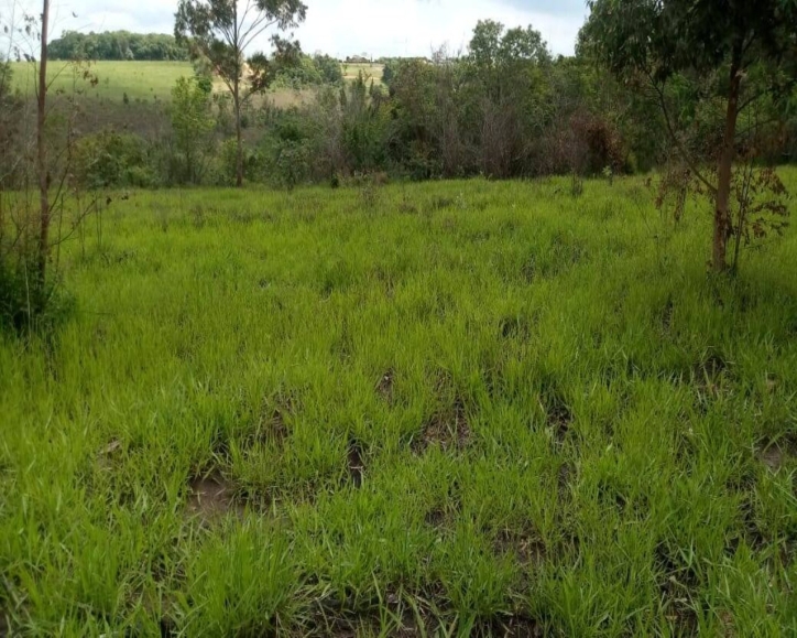 Terreno à venda - Foto 5